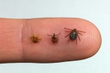 How To Get Rid Of Ticks: Detailed Identification & Removal Guide