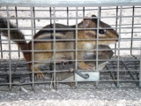 Best Squirrel Traps in 2024: Expert Reviews