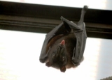 How to Get Rid of Bats: Detailed Identification & Removal Guide
