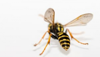 Best Wasp and Hornet Sprays: Choose to Be Safe
