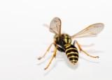 Best Wasp and Hornet Sprays: Choose to Be Safe