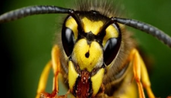 How to Get Rid of Wasps: Safe Identification & Removal Methods