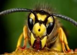 How to Get Rid of Wasps: Safe Identification & Removal Methods