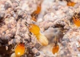 What Do Termites Eat? Understanding a Termite’s Diet is Key to Effective Termite Control