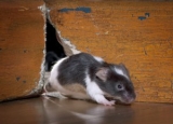 How Much Is an Exterminator for Mice: Mice Removal Cost Guide (2024 Updated)