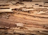 The Role of Wood in Termite Infestations