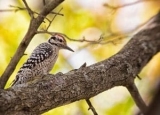 How to Get Rid of Woodpeckers: Most Effective Control Methods