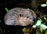 How to Trap a Beaver: Actionable Guide & Best Traps
