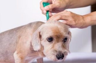 tick and flea prevention for dog