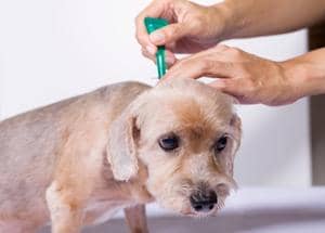 tick and flea prevention for dog