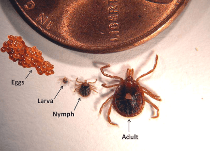 tick lifecycle