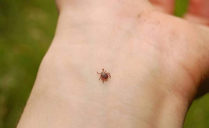 tick on a hand