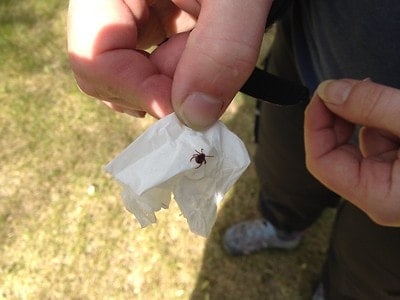 person holding a piece of paper with a tick on it