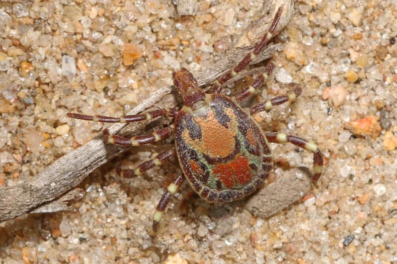 tick walking on sand