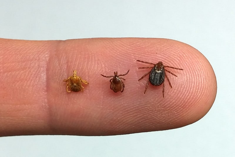 ticks on a finger