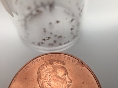 ticks being held in a glass for scientific purposes