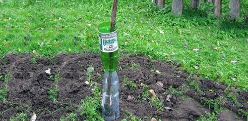 tree trunk protection