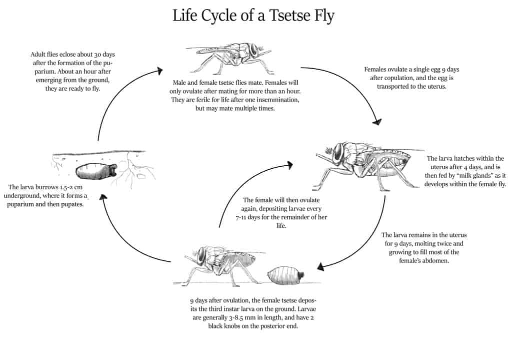 How to Get Rid of House Flies: Control & Prevention Guide