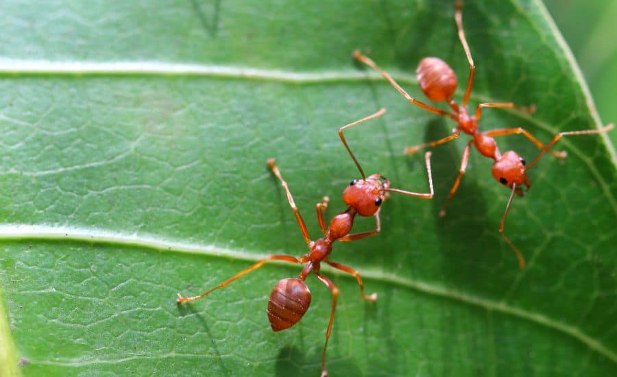 two ants on a green leaf