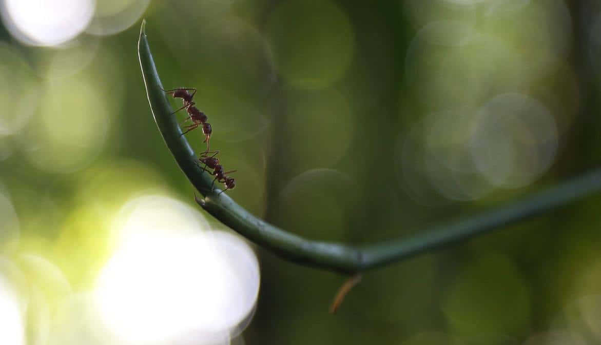 Ants on the branch