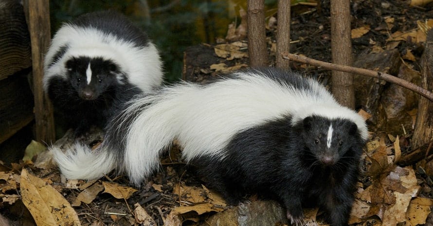 two autumn skunks