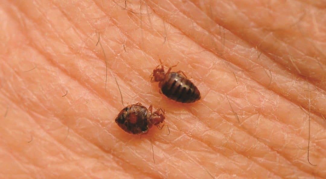 two bed bugs lies on the arm