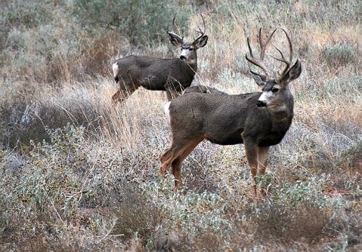 two-deers