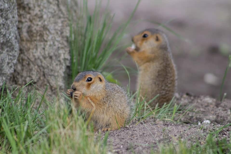 two eating gophers