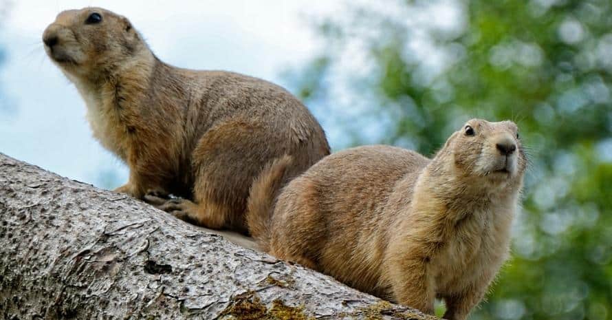 two gophers on a log