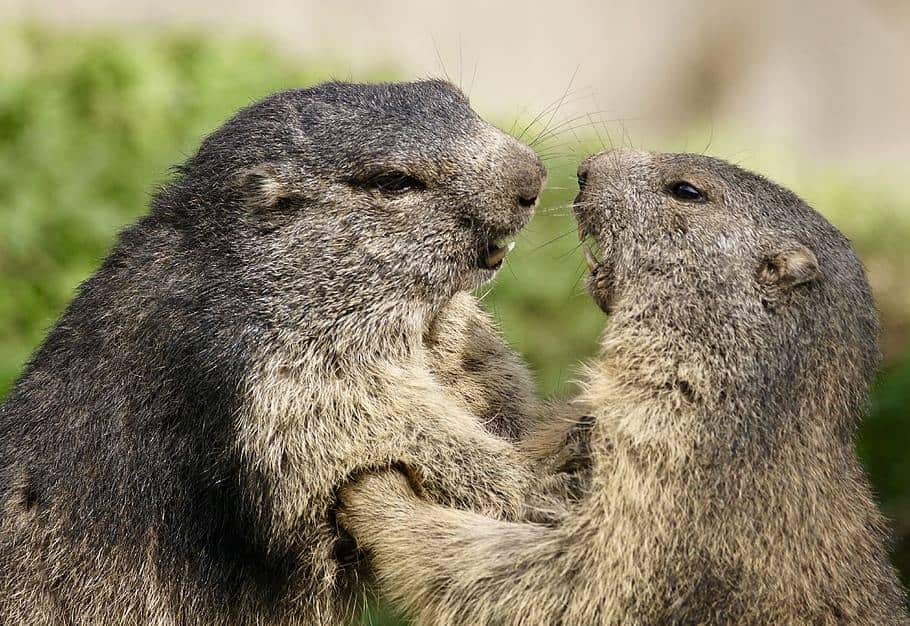 two-gophers