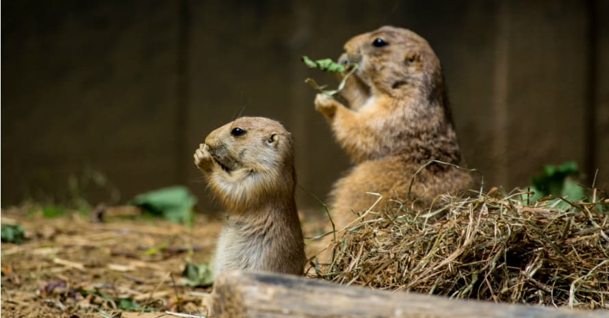 two moles eat on their hind legs