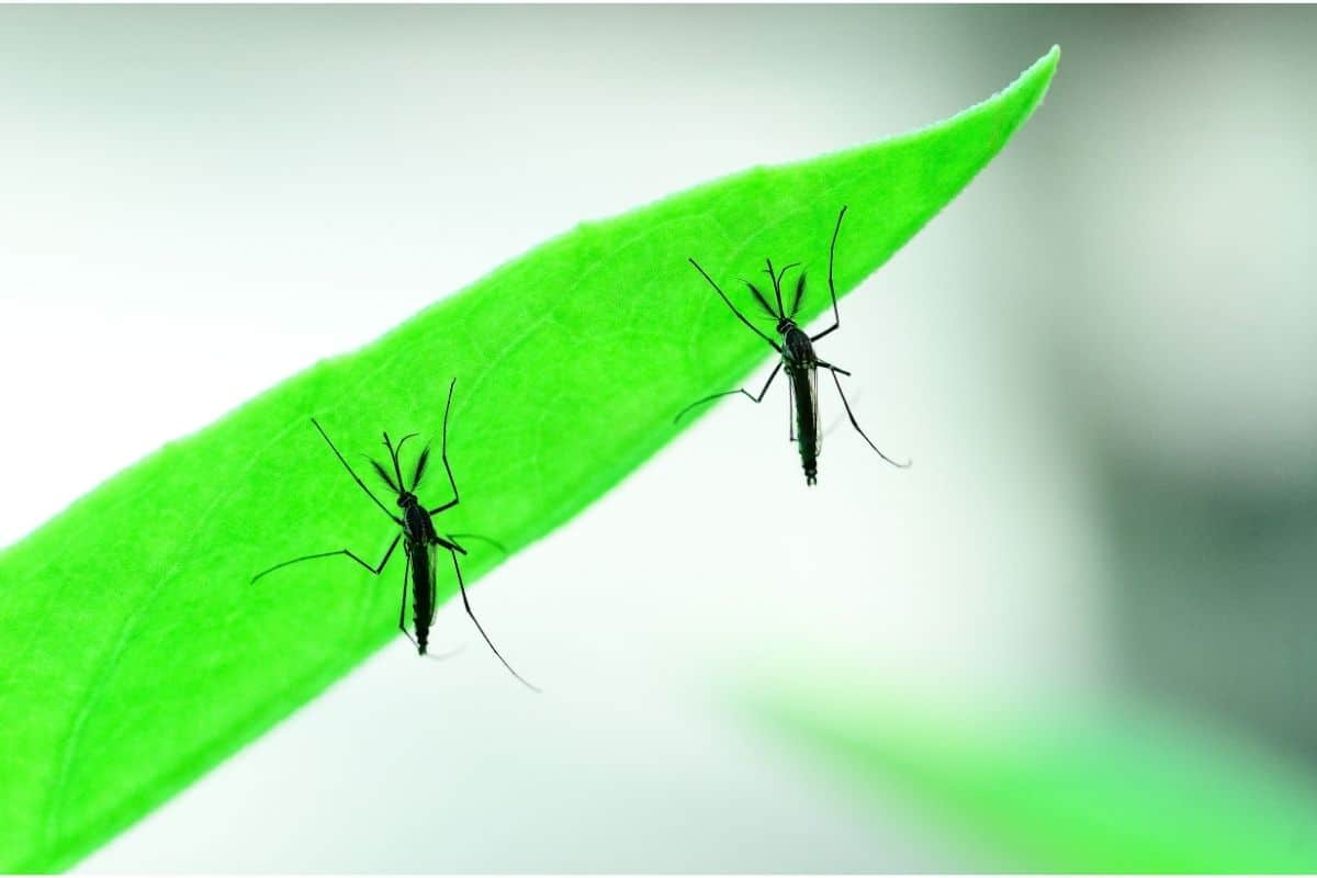 two mosquitoes on leaf