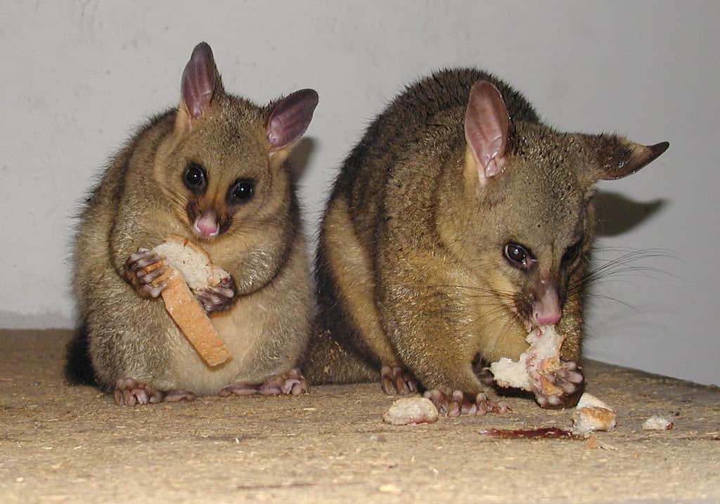 two possums eating