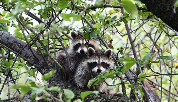 two raccoons in a tree