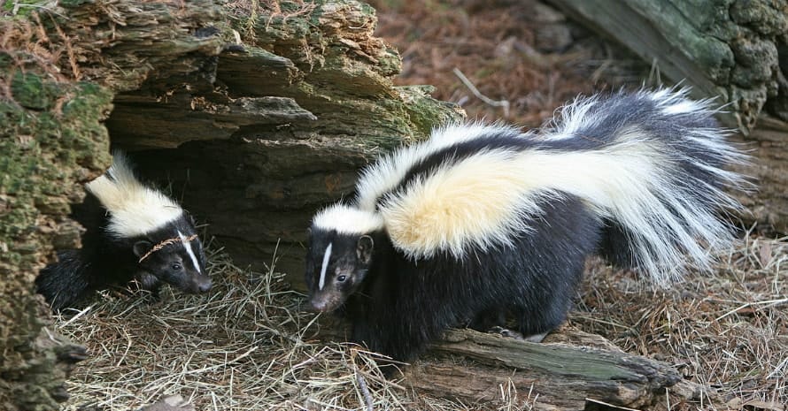 two skunks