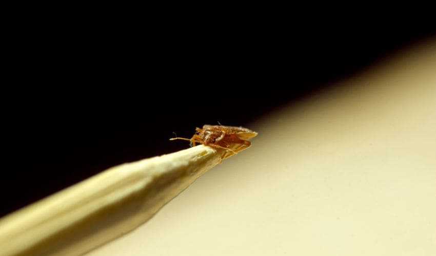 type of bed bug
