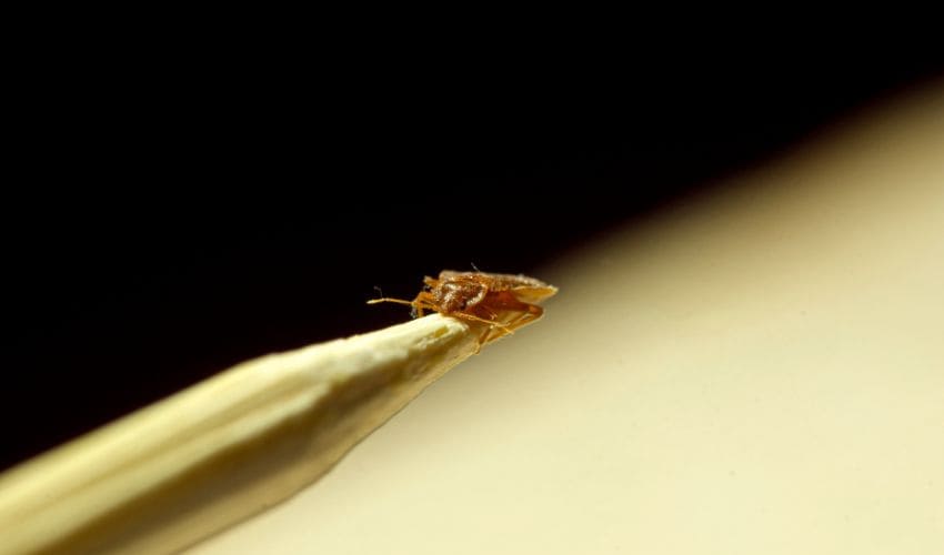 Do Bed Bugs Jump Typical Facts And Myths Unveiled 0485