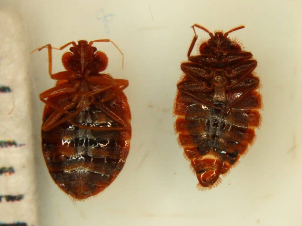 7 Bugs That Look Like Bed Bugs But Aren T With Pictures   Types Of Bugs 1024x768 