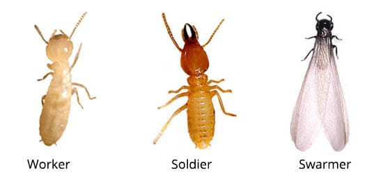 Leylor Termite Box-Indoor Inset Termite Killer Cure Weiße Ameise anziehende Box Termites Trapper 