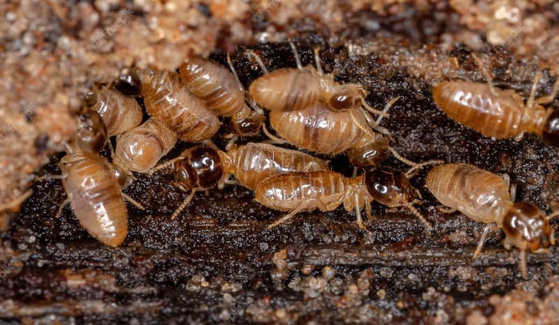 types of termite feeding patterns