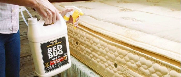 using bed bug