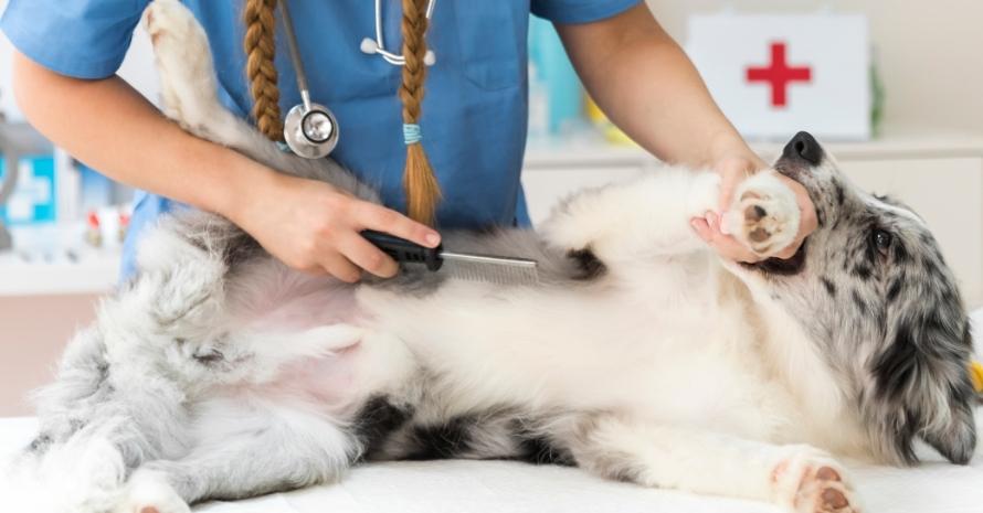 veterinarian combing a dog
