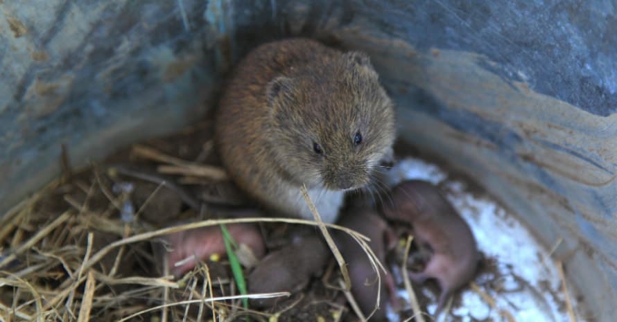 vole with children