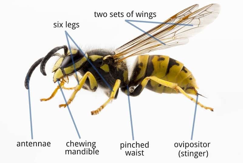 a wasp