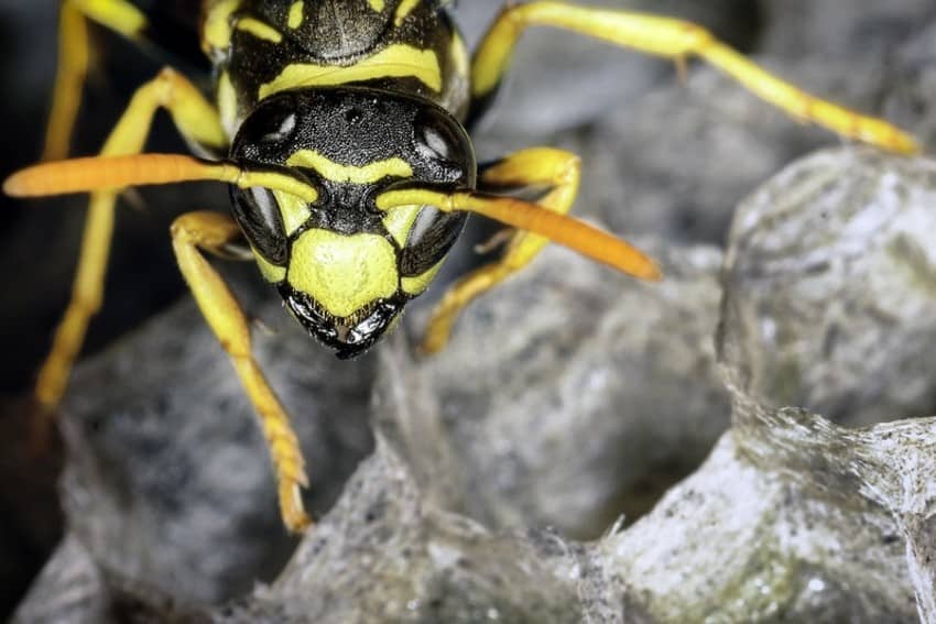 wasp guards its nest