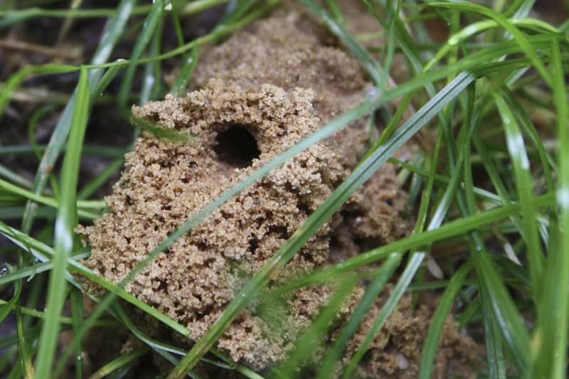 wasp-holes-in-ground