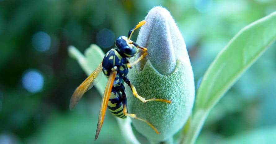 wasp-killer-with-a-flower