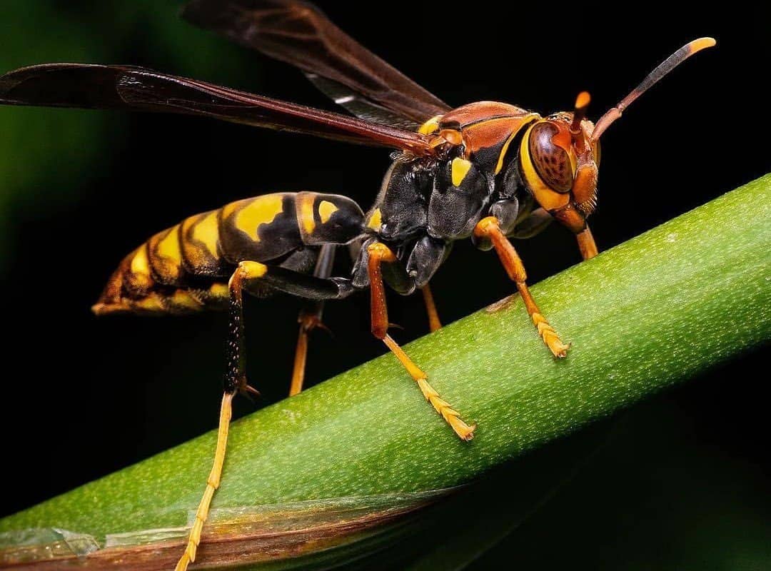 Wasp killing powder