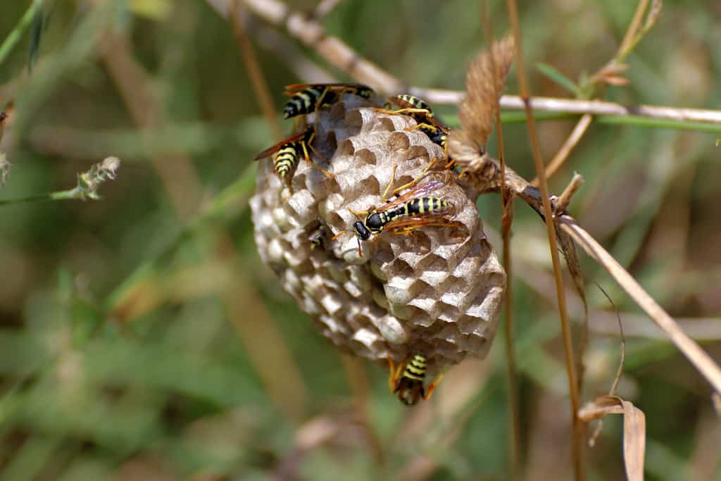 wasp nest