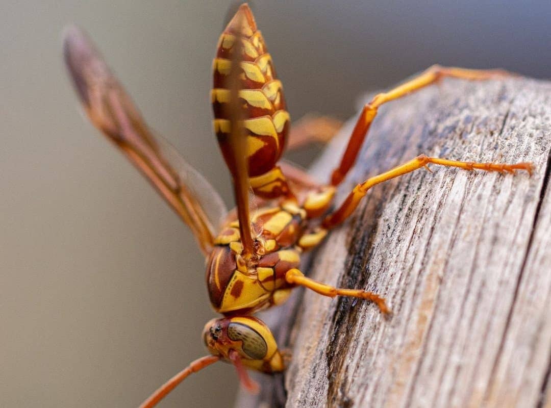 Wasp nests 